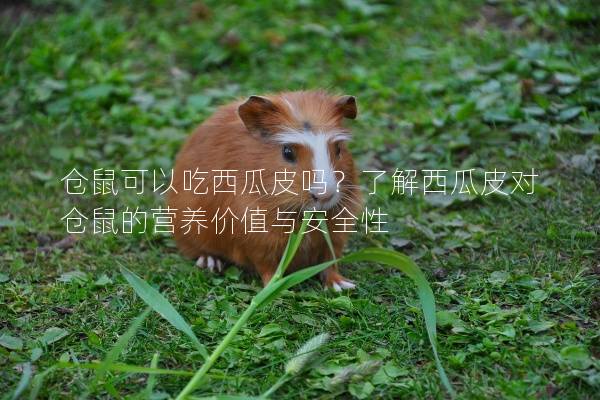 仓鼠可以吃西瓜皮吗？了解西瓜皮对仓鼠的营养价值与安全性