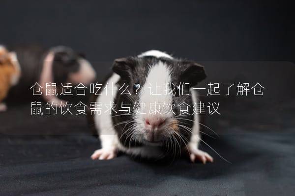 仓鼠适合吃什么？让我们一起了解仓鼠的饮食需求与健康饮食建议