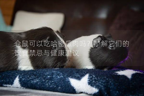 仓鼠可以吃哈密瓜肉吗？了解它们的饮食禁忌与健康建议