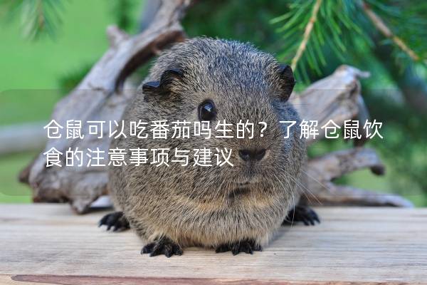仓鼠可以吃番茄吗生的？了解仓鼠饮食的注意事项与建议