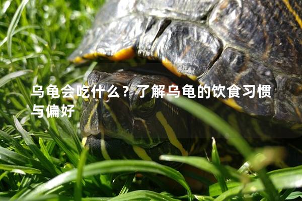 乌龟会吃什么？了解乌龟的饮食习惯与偏好