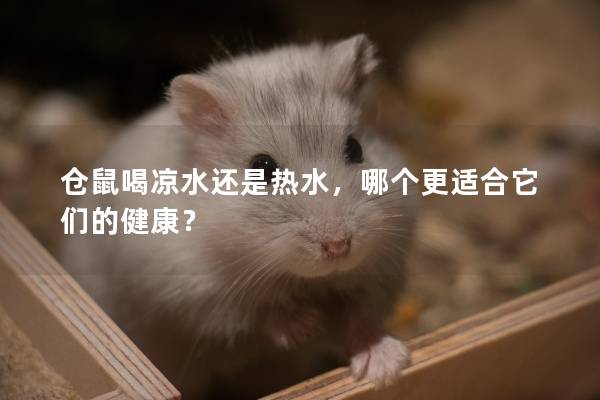 仓鼠喝凉水还是热水，哪个更适合它们的健康？
