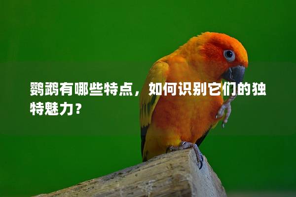 鹦鹉有哪些特点，如何识别它们的独特魅力？