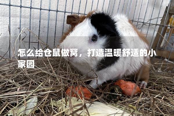 怎么给仓鼠做窝，打造温暖舒适的小家园