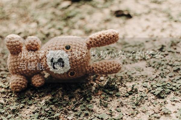 小兔子怎么睡觉？探秘小兔子的梦乡与睡眠习惯