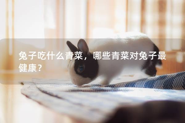 兔子吃什么青菜，哪些青菜对兔子最健康？