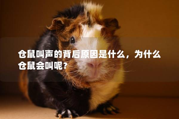 仓鼠叫声的背后原因是什么，为什么仓鼠会叫呢？