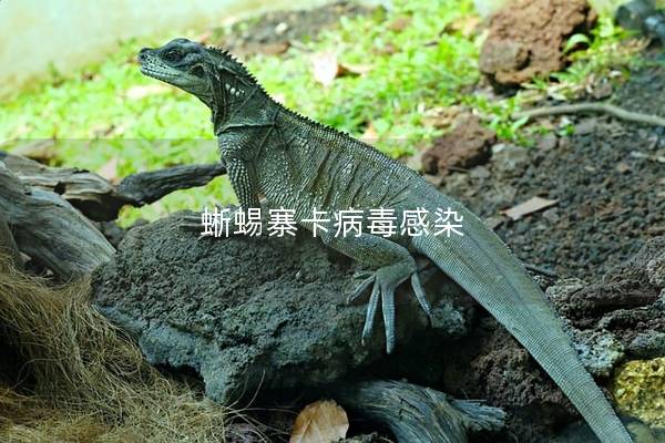 蜥蜴寨卡病毒感染