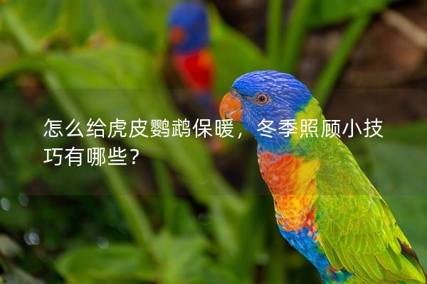怎么给虎皮鹦鹉保暖，冬季照顾小技巧有哪些？