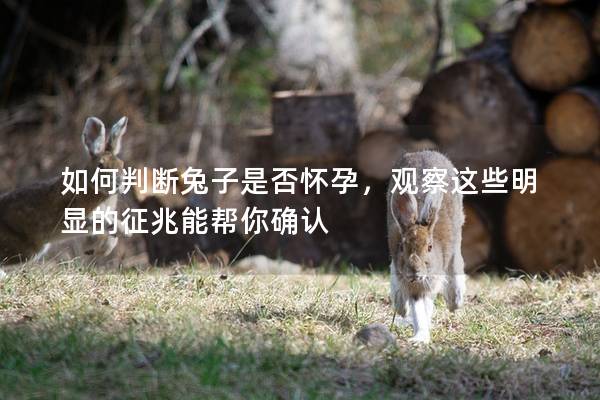 如何判断兔子是否怀孕，观察这些明显的征兆能帮你确认