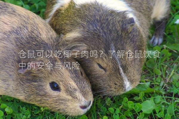 仓鼠可以吃椰子肉吗？了解仓鼠饮食中的安全与风险
