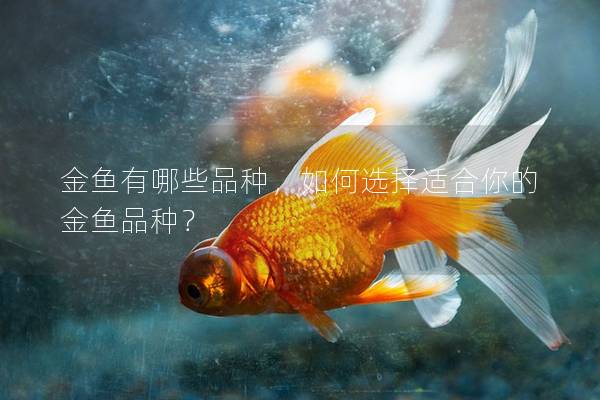 金鱼有哪些品种，如何选择适合你的金鱼品种？