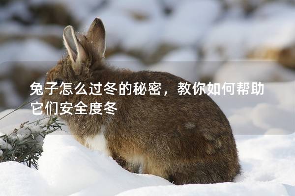 兔子怎么过冬的秘密，教你如何帮助它们安全度冬