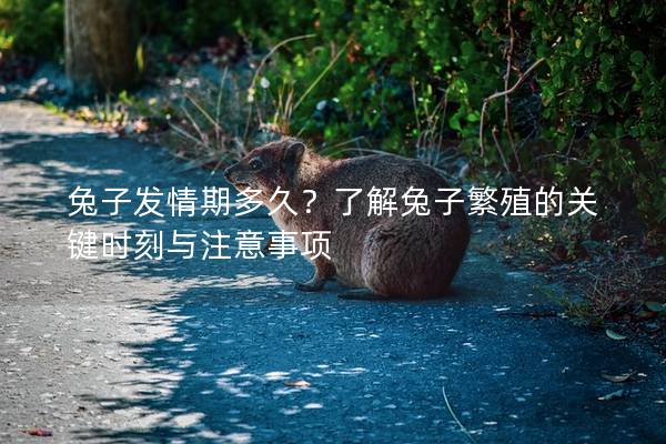 兔子发情期多久？了解兔子繁殖的关键时刻与注意事项