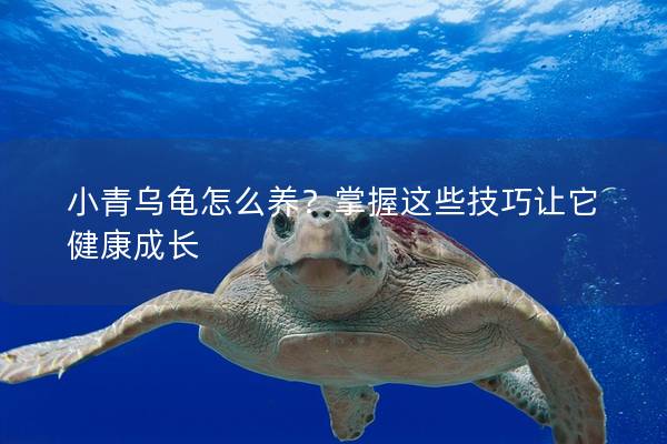 小青乌龟怎么养？掌握这些技巧让它健康成长