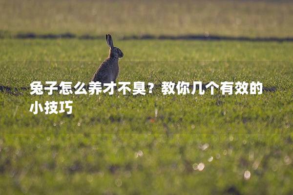 兔子怎么养才不臭？教你几个有效的小技巧