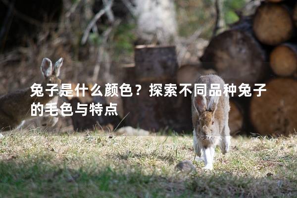 兔子是什么颜色？探索不同品种兔子的毛色与特点