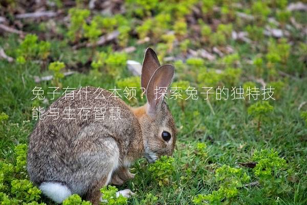 兔子有什么本领？探索兔子的独特技能与生存智慧