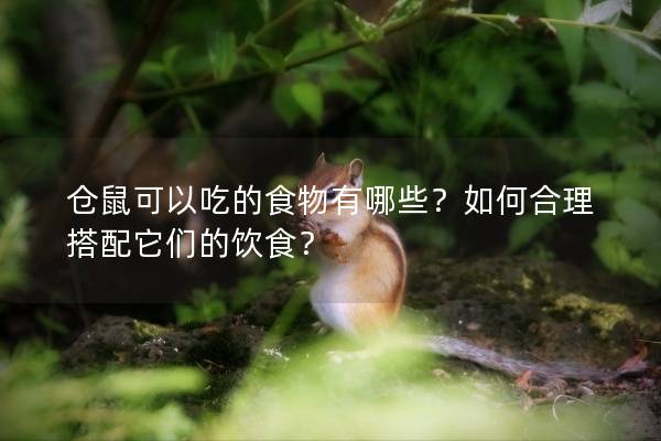 仓鼠可以吃的食物有哪些？如何合理搭配它们的饮食？
