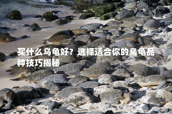 买什么乌龟好？选择适合你的乌龟品种技巧揭秘