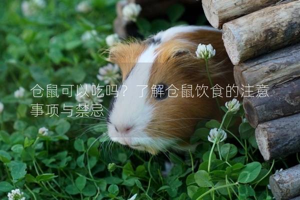 仓鼠可以吃吗？了解仓鼠饮食的注意事项与禁忌