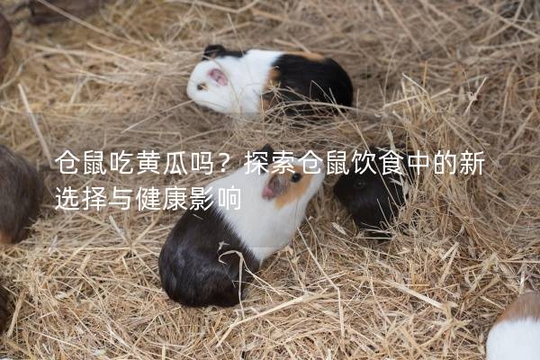 仓鼠吃黄瓜吗？探索仓鼠饮食中的新选择与健康影响