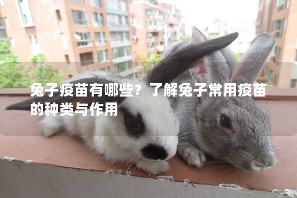 兔子疫苗有哪些？了解兔子常用疫苗的种类与作用