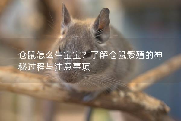 仓鼠怎么生宝宝？了解仓鼠繁殖的神秘过程与注意事项