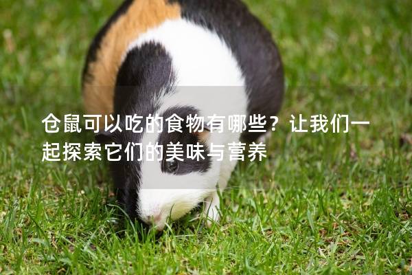 仓鼠可以吃的食物有哪些？让我们一起探索它们的美味与营养