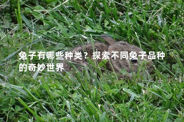 兔子有哪些种类？探索不同兔子品种的奇妙世界