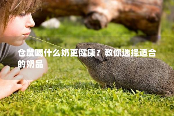 仓鼠喝什么奶更健康？教你选择适合的奶品