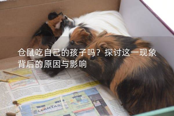 仓鼠吃自己的孩子吗？探讨这一现象背后的原因与影响