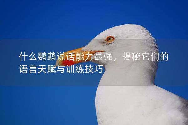 什么鹦鹉说话能力最强，揭秘它们的语言天赋与训练技巧