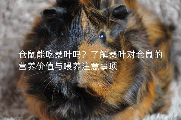仓鼠能吃桑叶吗？了解桑叶对仓鼠的营养价值与喂养注意事项