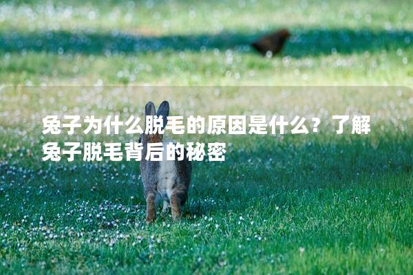 兔子为什么脱毛的原因是什么？了解兔子脱毛背后的秘密