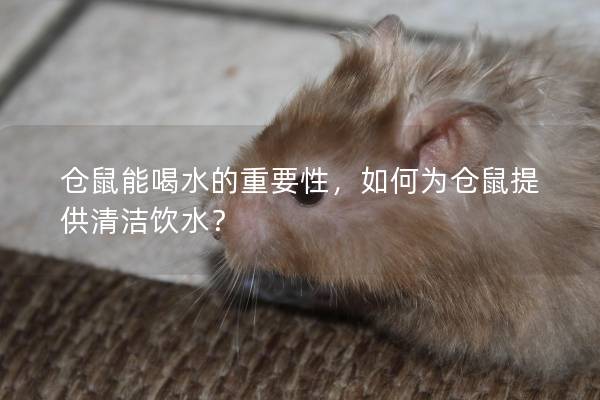 仓鼠能喝水的重要性，如何为仓鼠提供清洁饮水？