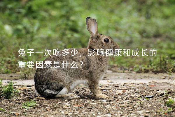 兔子一次吃多少，影响健康和成长的重要因素是什么？