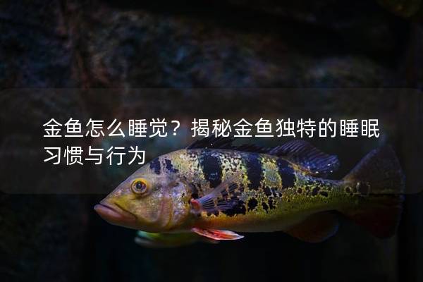 金鱼怎么睡觉？揭秘金鱼独特的睡眠习惯与行为
