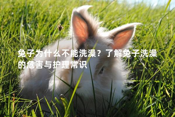 兔子为什么不能洗澡？了解兔子洗澡的危害与护理常识