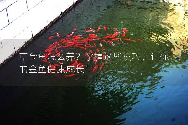 草金鱼怎么养？掌握这些技巧，让你的金鱼健康成长