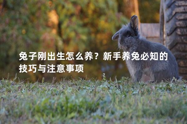 兔子刚出生怎么养？新手养兔必知的技巧与注意事项