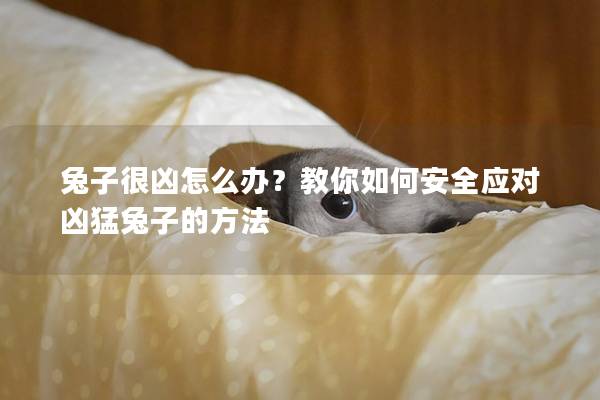 兔子很凶怎么办？教你如何安全应对凶猛兔子的方法