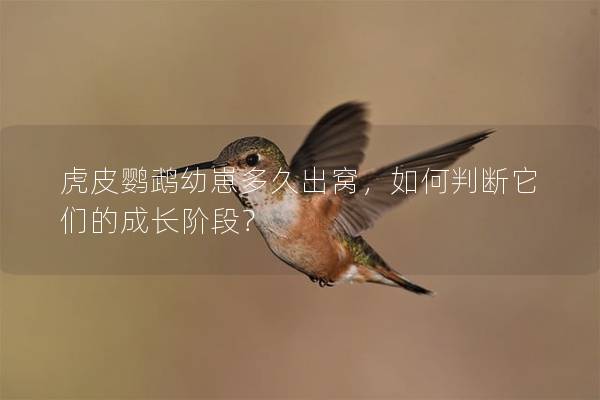 虎皮鹦鹉幼崽多久出窝，如何判断它们的成长阶段？
