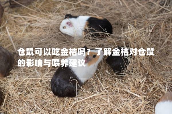 仓鼠可以吃金桔吗？了解金桔对仓鼠的影响与喂养建议