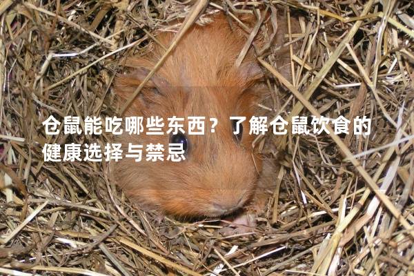 仓鼠能吃哪些东西？了解仓鼠饮食的健康选择与禁忌