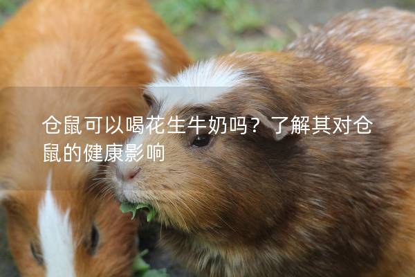 仓鼠可以喝花生牛奶吗？了解其对仓鼠的健康影响
