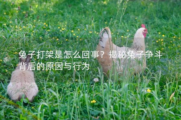 兔子打架是怎么回事？揭秘兔子争斗背后的原因与行为
