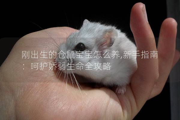 刚出生的仓鼠宝宝怎么养,新手指南：呵护娇弱生命全攻略