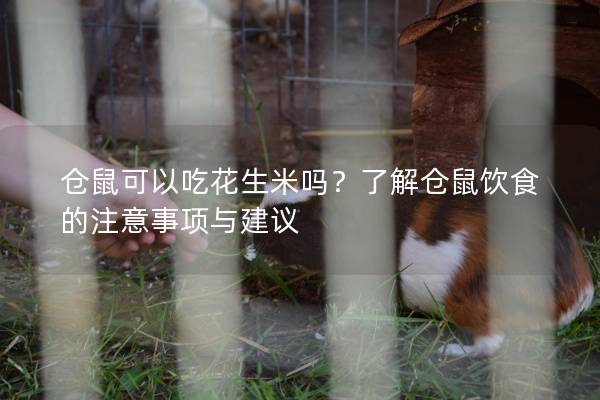 仓鼠可以吃花生米吗？了解仓鼠饮食的注意事项与建议