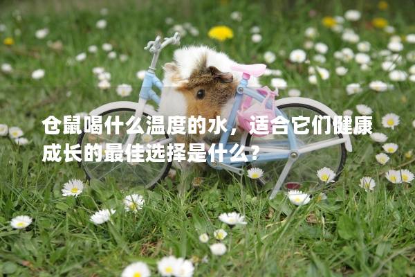 仓鼠喝什么温度的水，适合它们健康成长的最佳选择是什么？